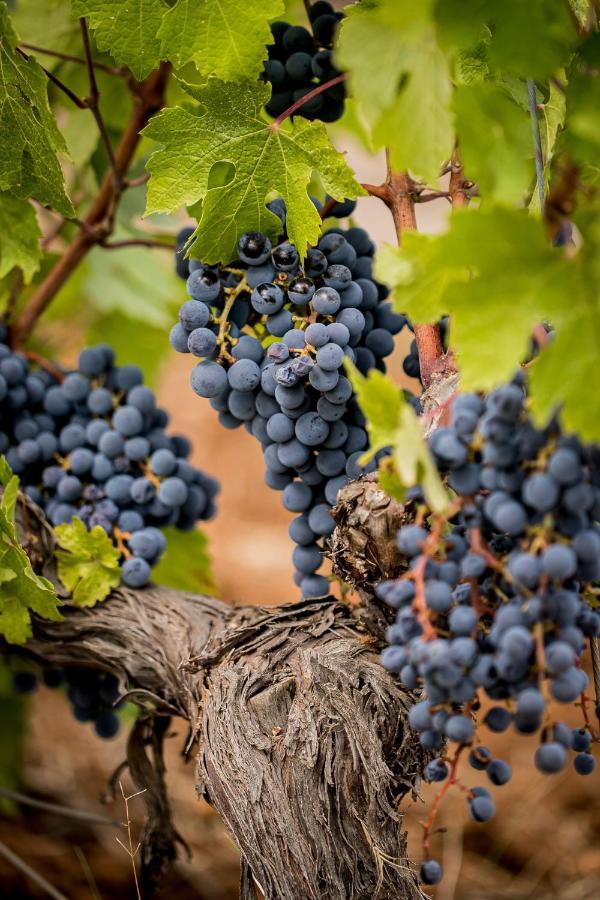 Domaine Rabiega - Vineyard And Boutique Draguignan
