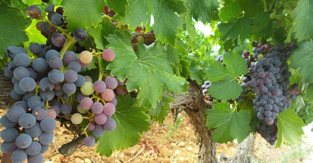 Hotel Domaine Rabiega - Vineyard And Boutique 4*